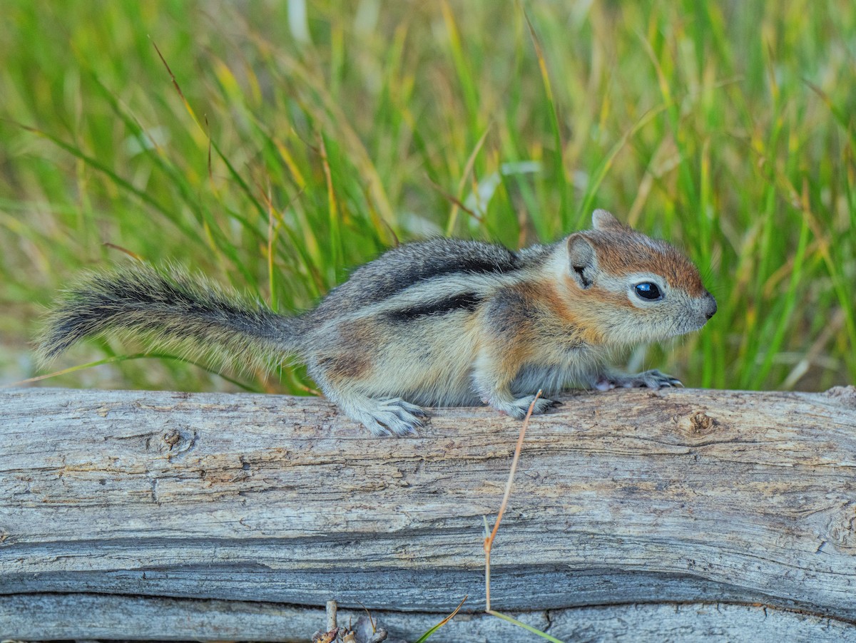Golden-mantled Ground Squirrel - ML638549354