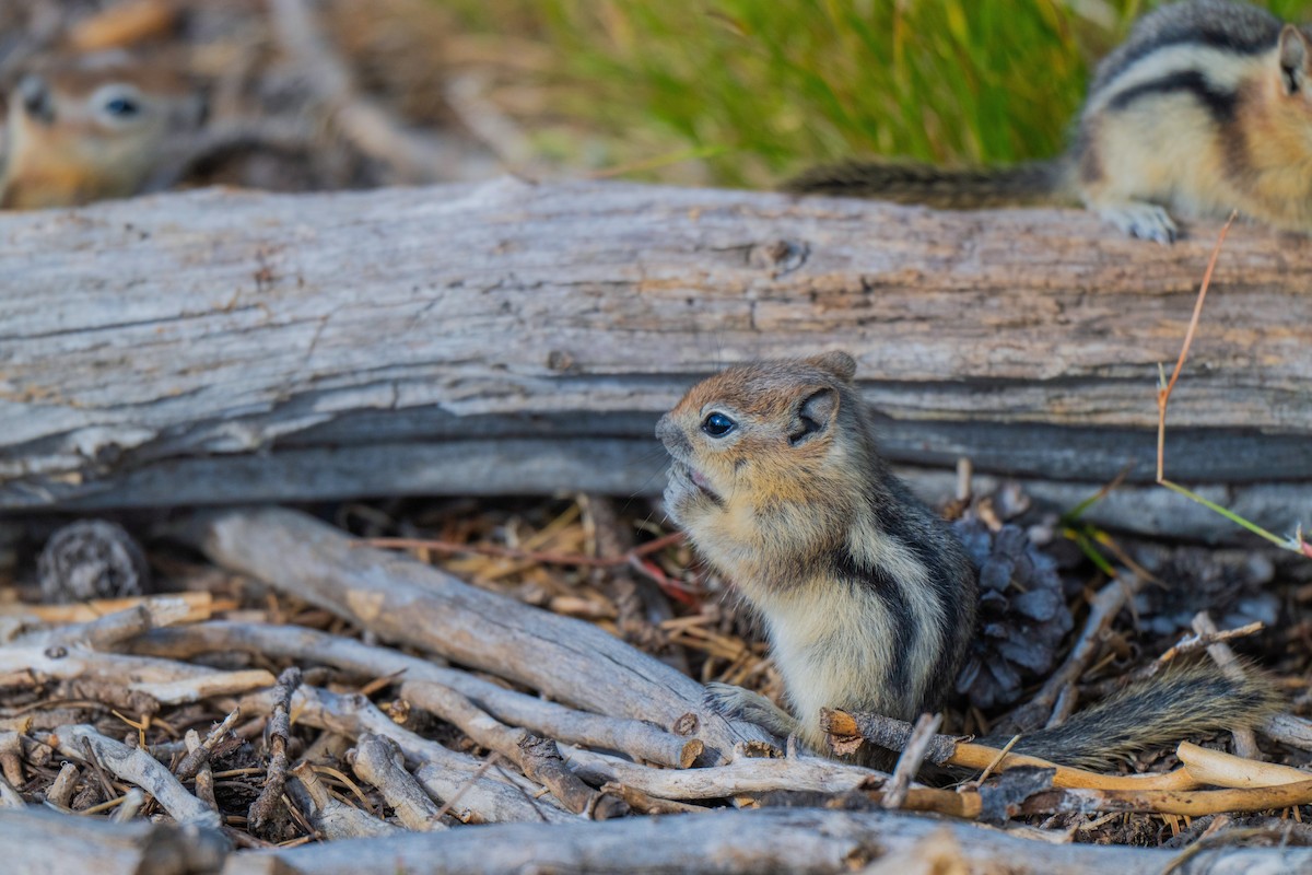 Golden-mantled Ground Squirrel - ML638549357