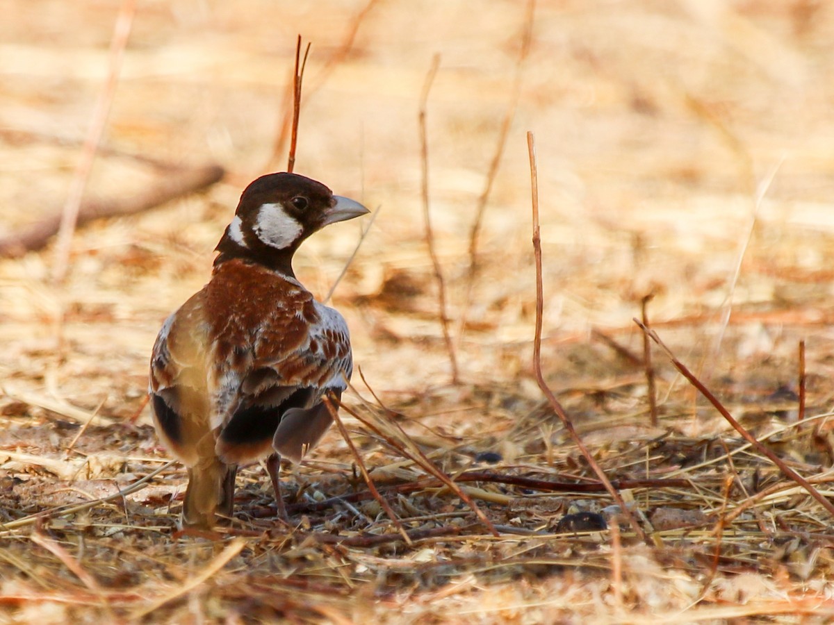 Chestnut-backed Sparrow-Lark - ML638549362