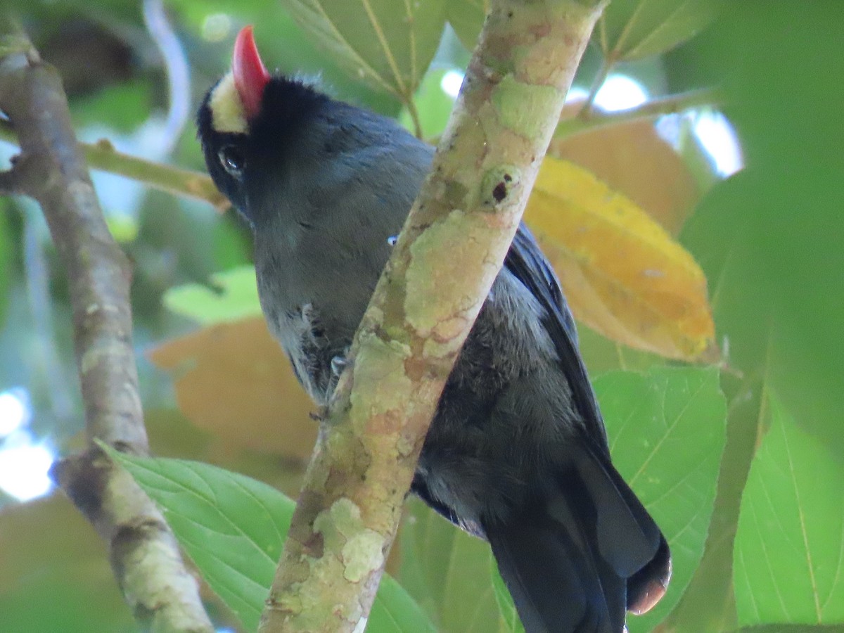 White-fronted Nunbird - ML638549366