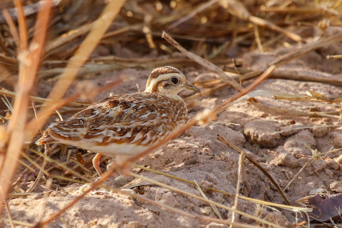 Quail-plover - ML638549367