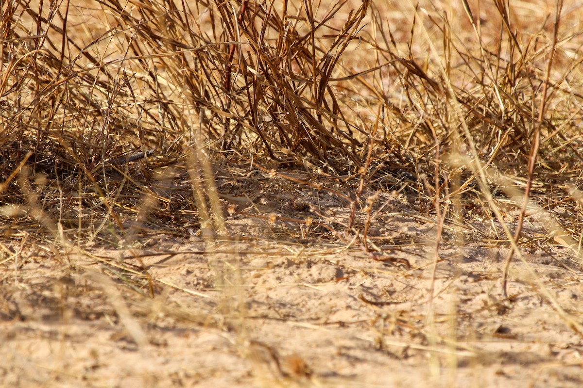 Quail-plover - ML638549368