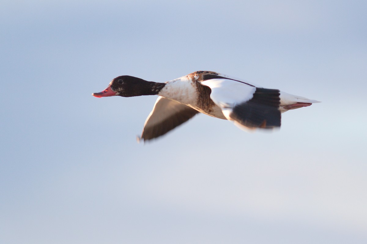 Common Shelduck - ML638549387