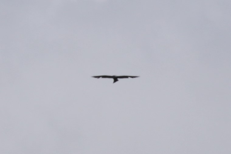 Mississippi Kite - ML638549423