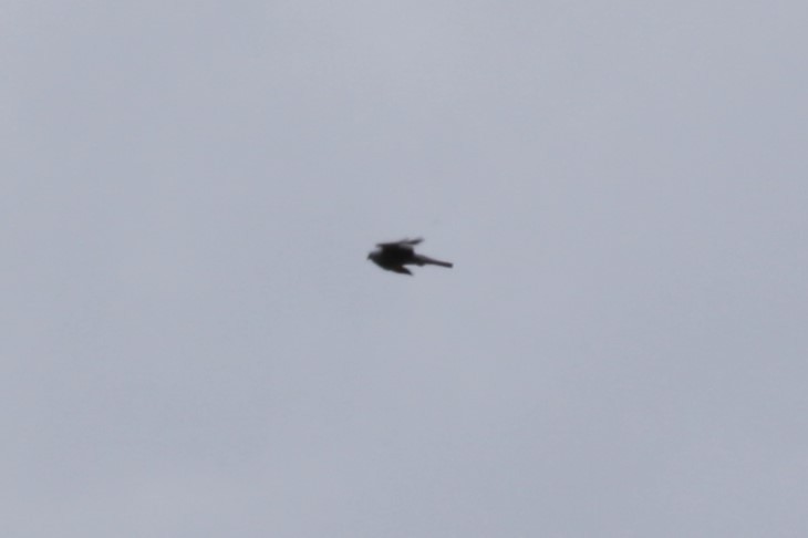 Mississippi Kite - ML638549424