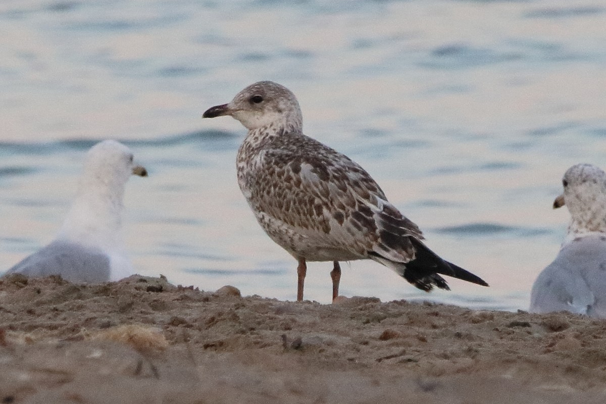 Ring-billed Gull - ML638549426