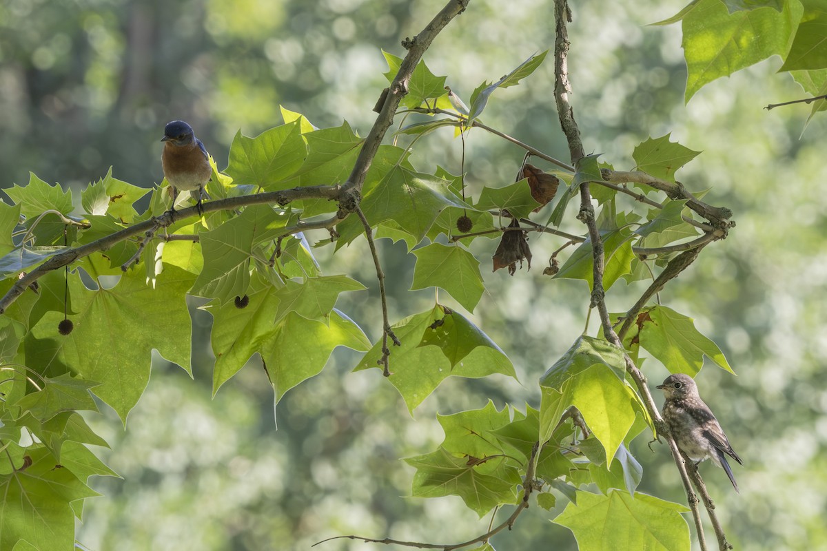 Eastern Bluebird - ML638549429