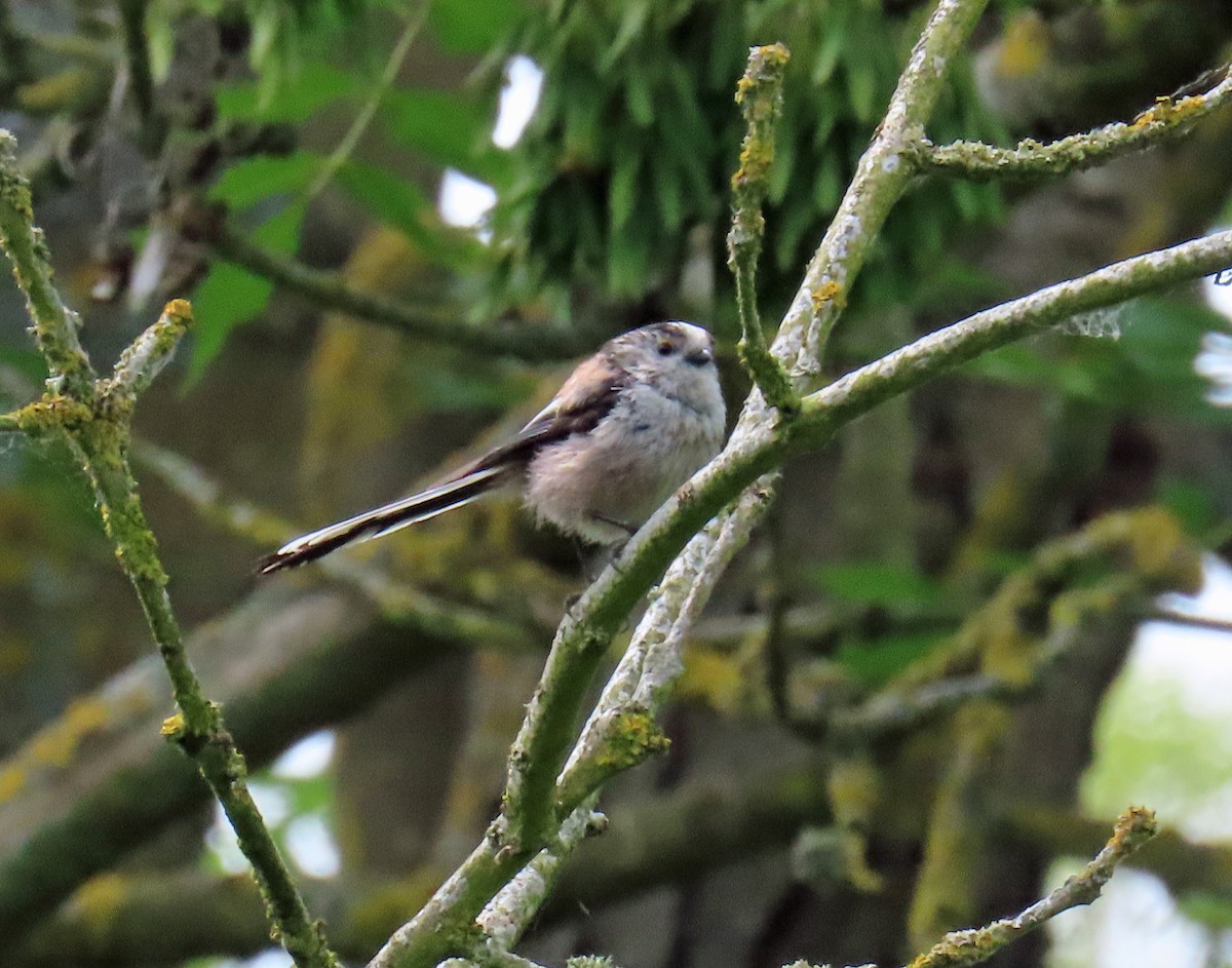 Long-tailed Tit - ML638549433