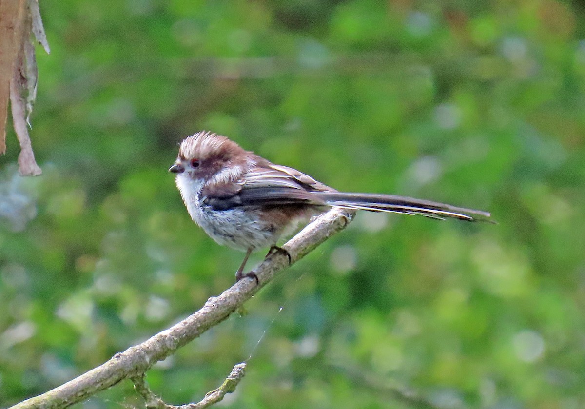 Long-tailed Tit - ML638549434