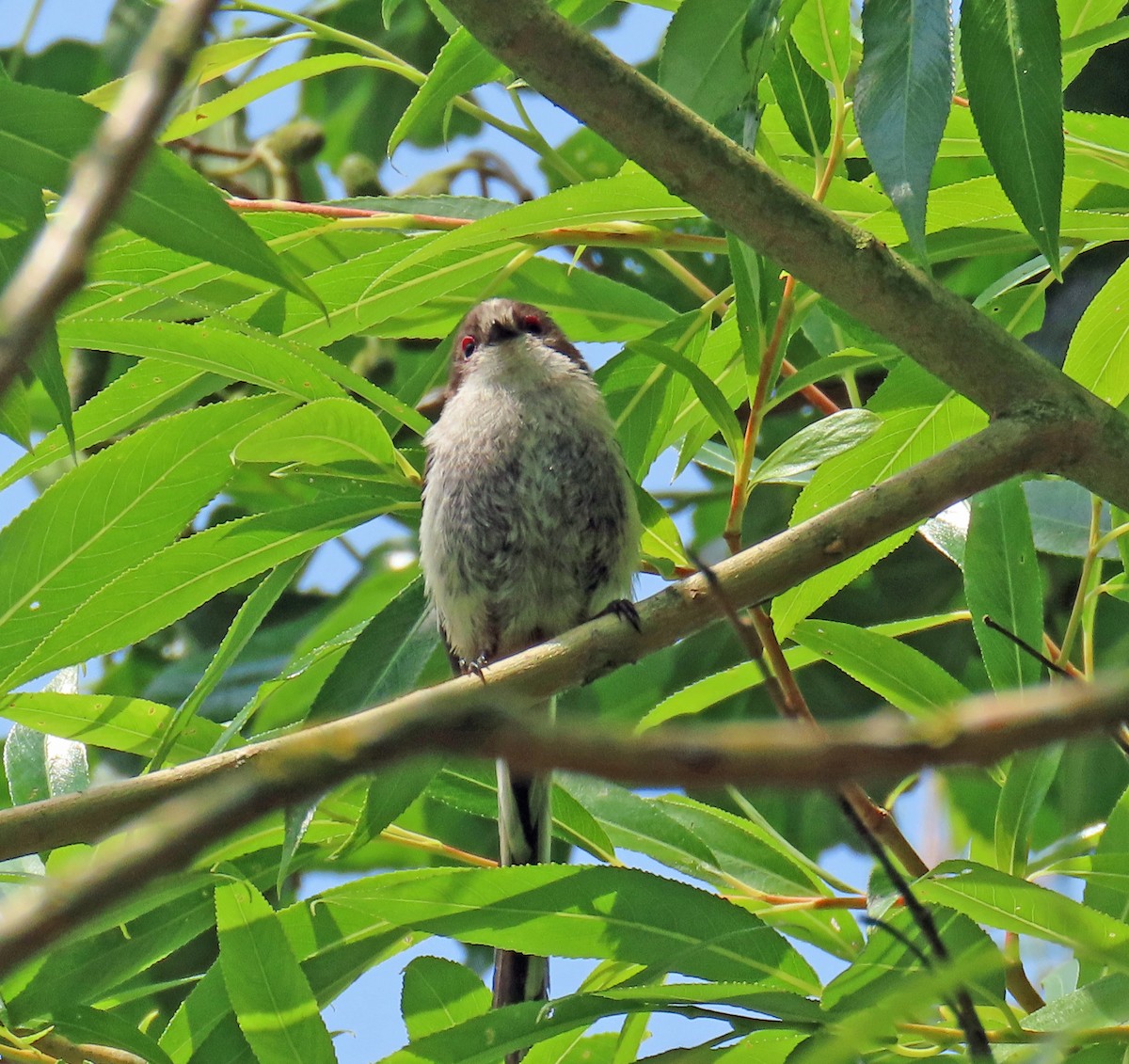 Long-tailed Tit - ML638549435