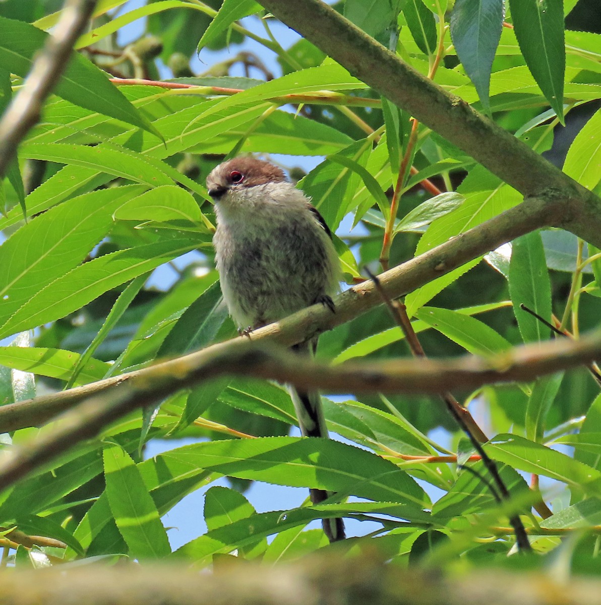 Long-tailed Tit - ML638549436