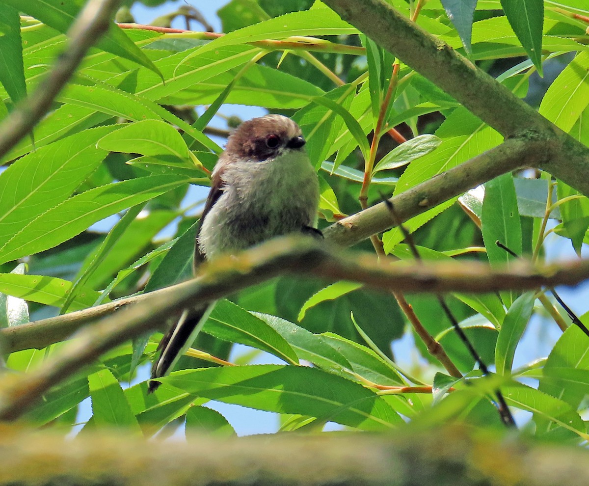 Long-tailed Tit - ML638549437