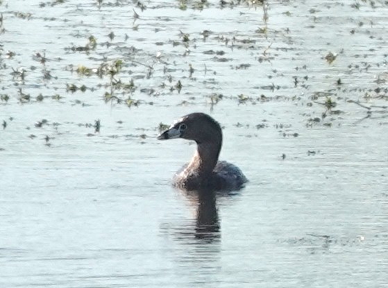 Pied-billed Grebe - ML638549453