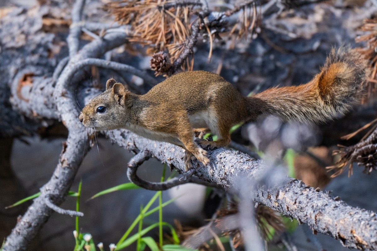American Red Squirrel - ML638549454