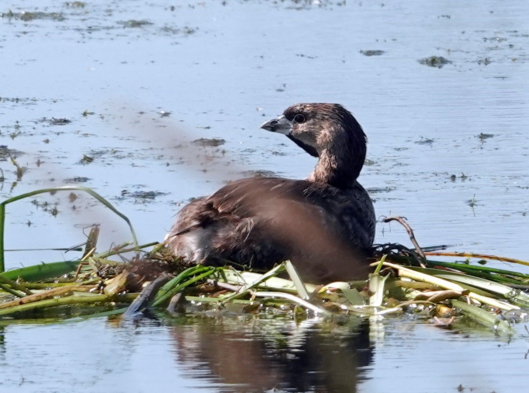 Pied-billed Grebe - ML638549462