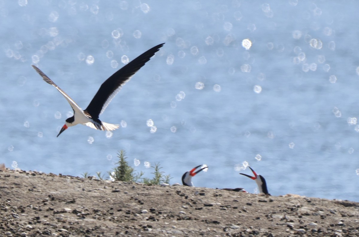 Black Skimmer - ML638549470