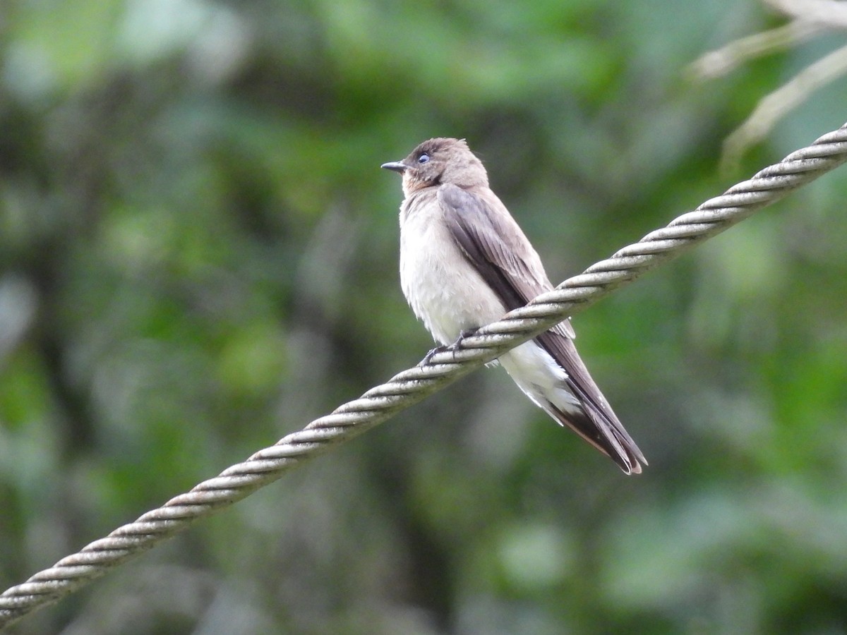 Southern Rough-winged Swallow - ML638549471