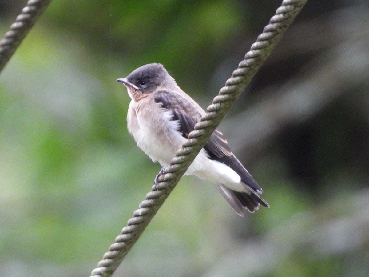 Southern Rough-winged Swallow - ML638549472
