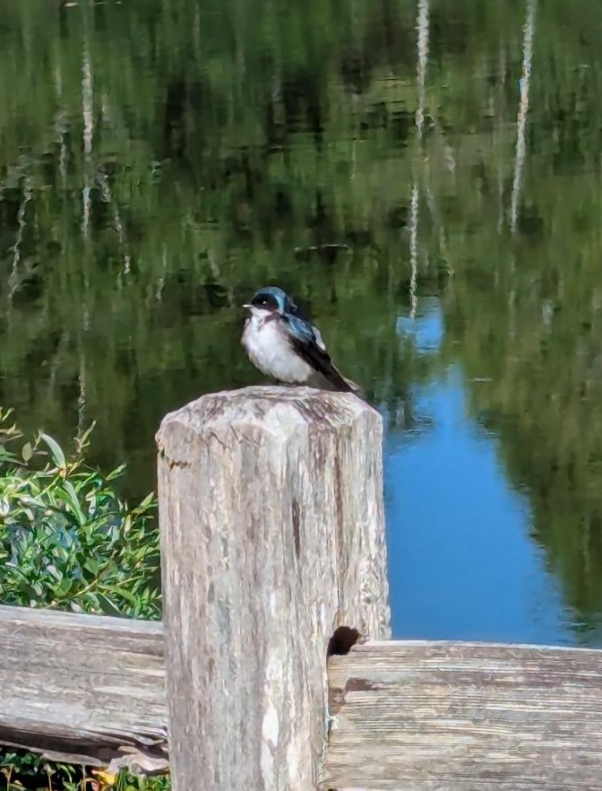 Tree Swallow - ML638549474