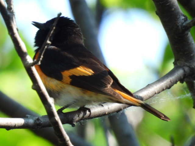 American Redstart - ML638549487
