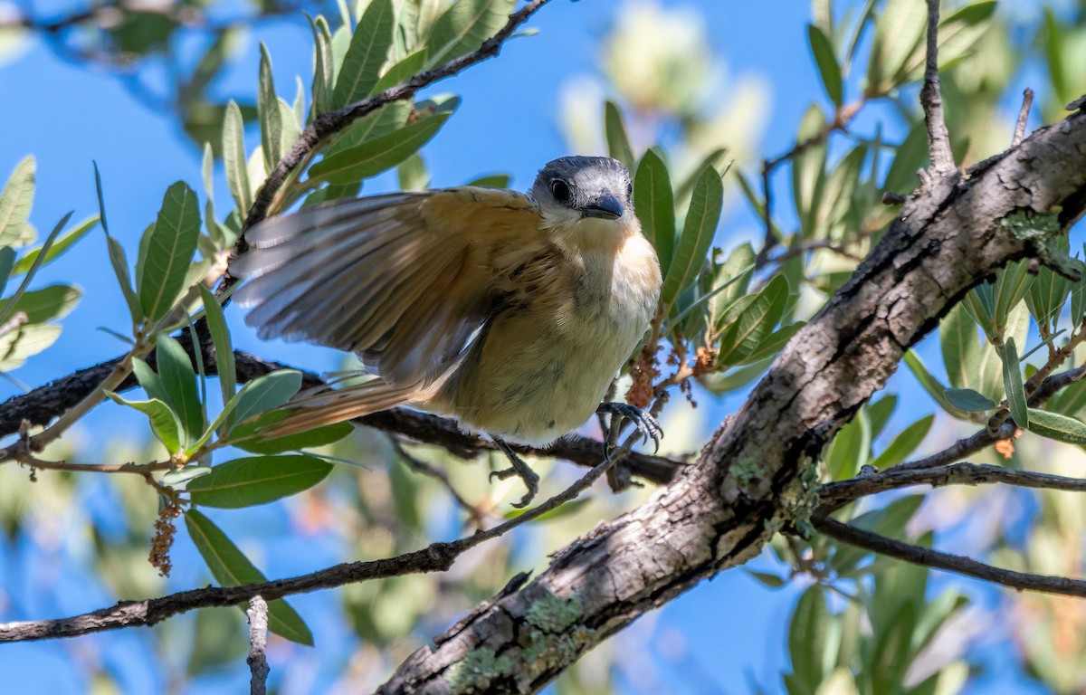 Rose-throated Becard - ML638549506