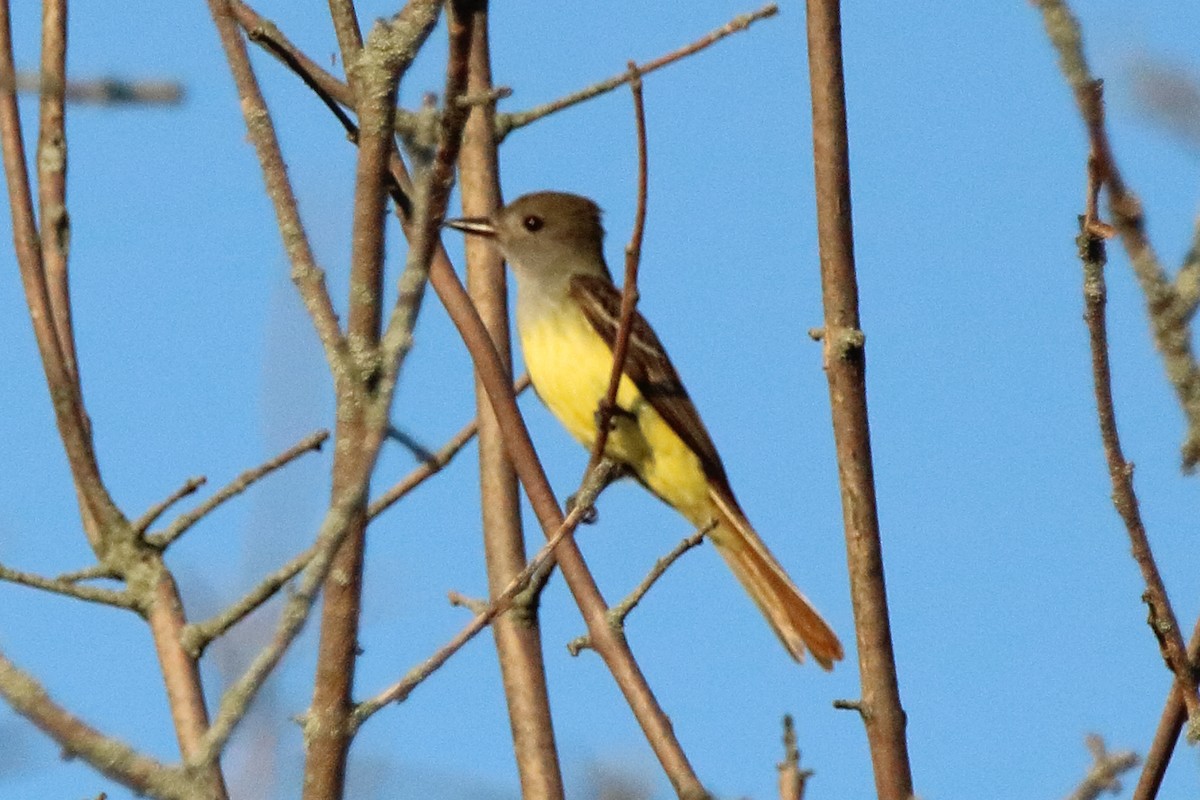 Great Crested Flycatcher - ML638549508