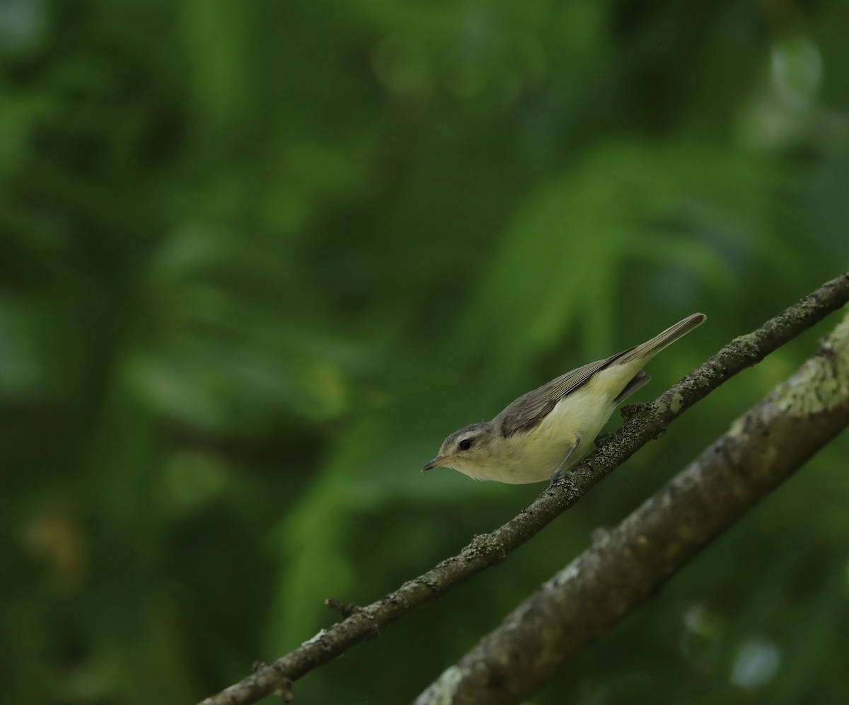 Warbling Vireo - ML638549511