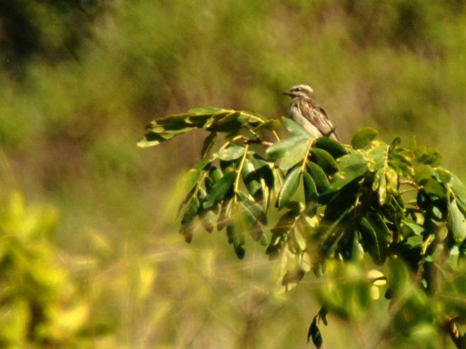 Variegated Flycatcher - ML638549512