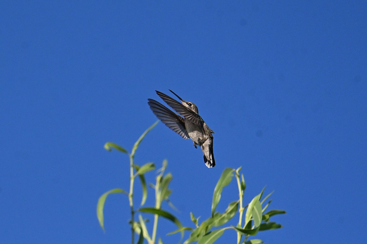 Anna's Hummingbird - ML638549513
