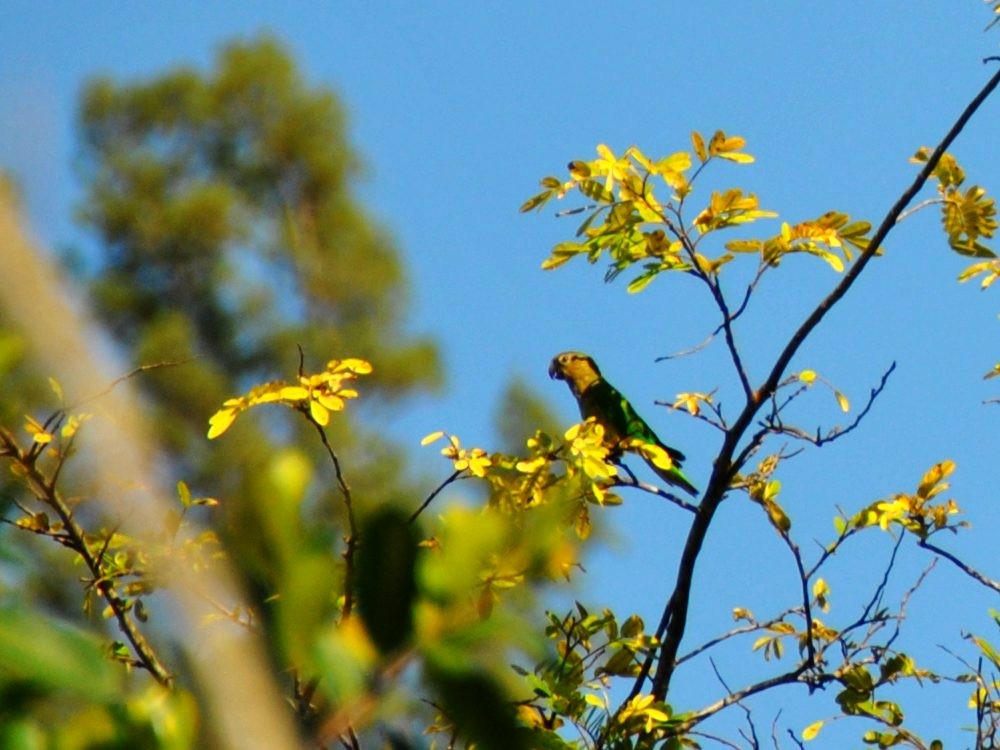 Brown-throated Parakeet - ML638549522