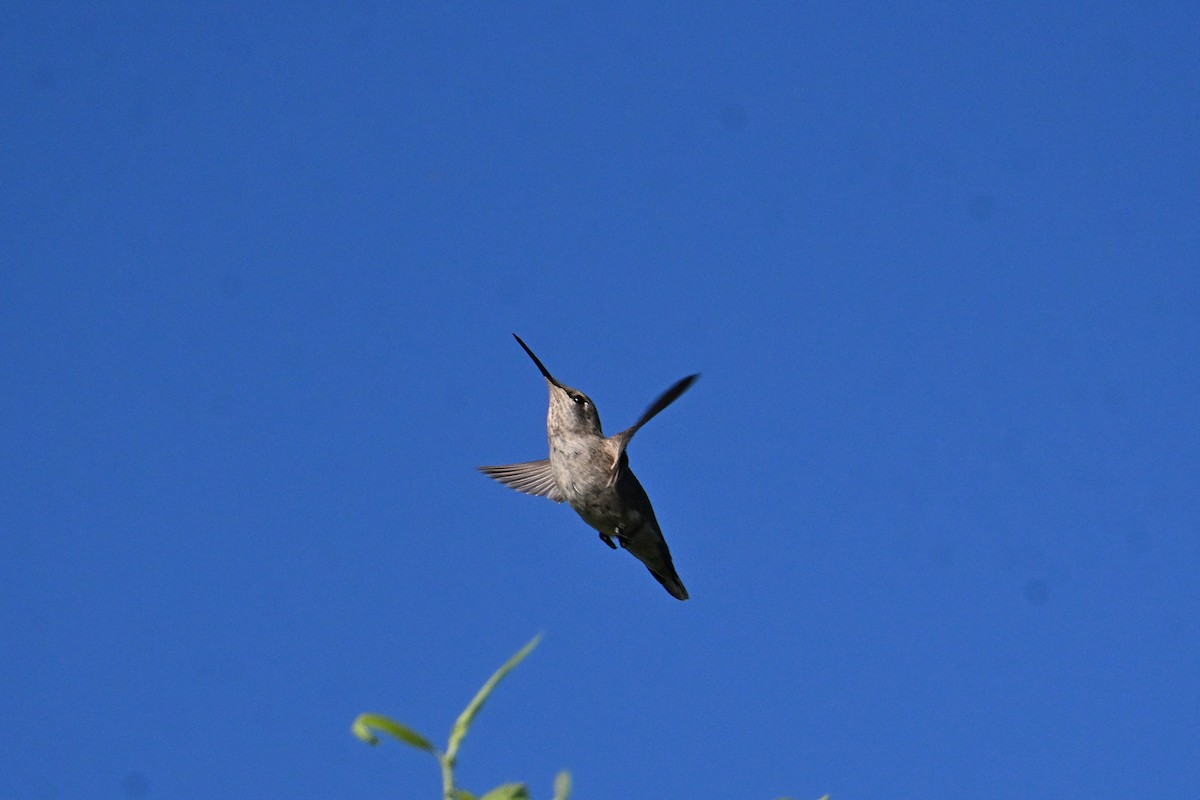 Anna's Hummingbird - ML638549523