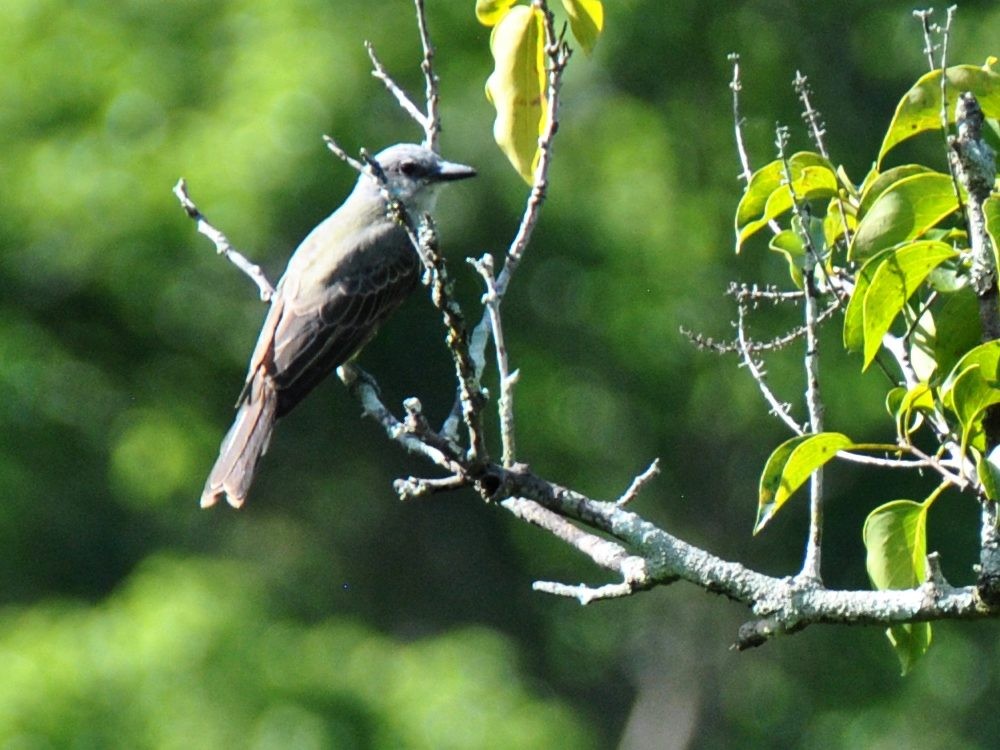 Tropical Kingbird - ML638549527