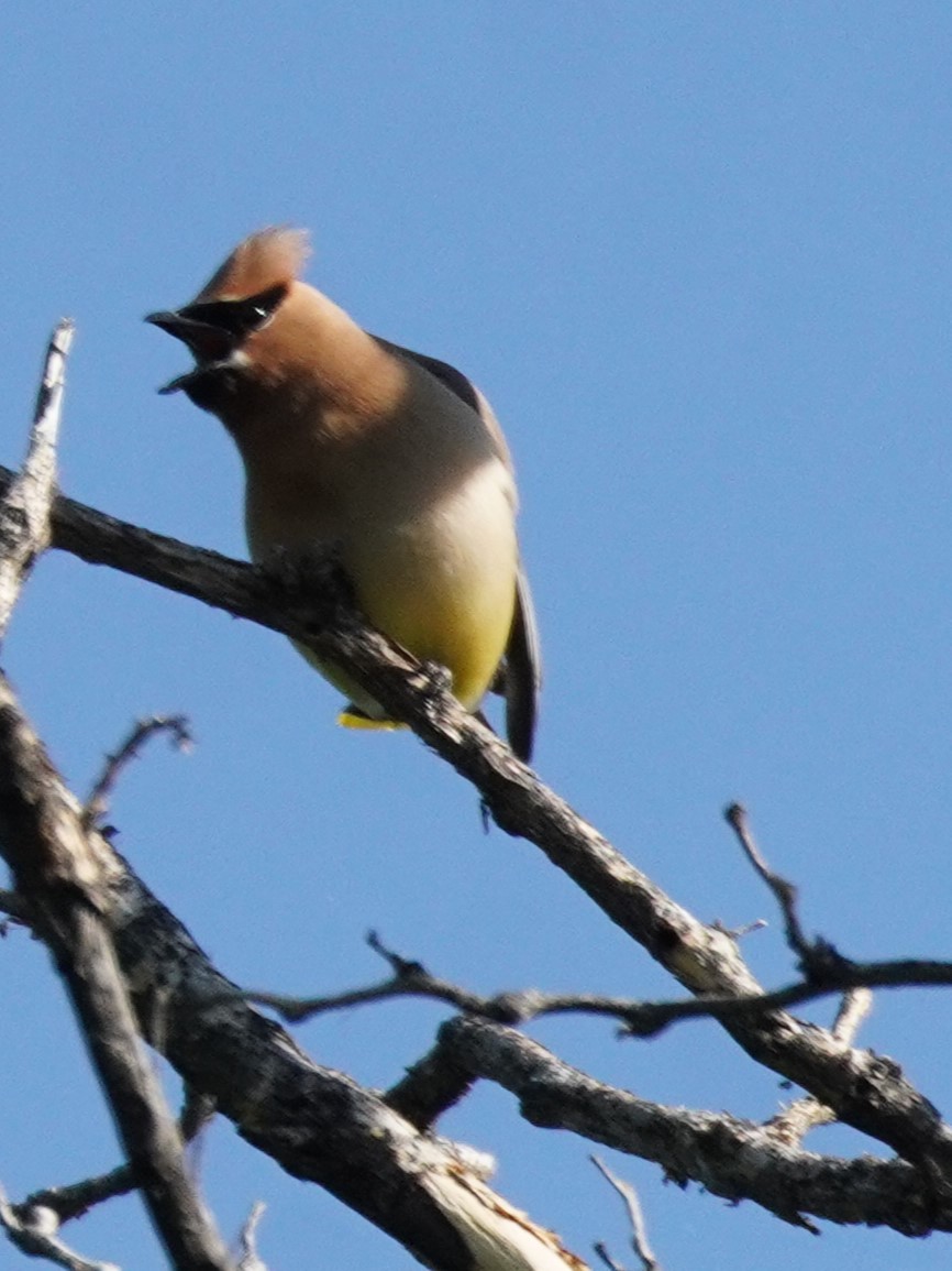 Cedar Waxwing - ML638549528