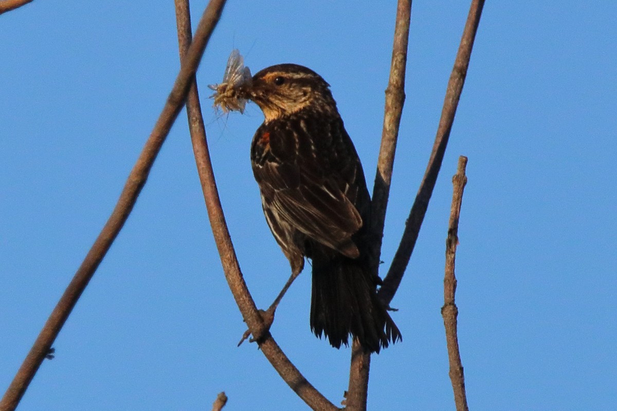 Red-winged Blackbird - ML638549530