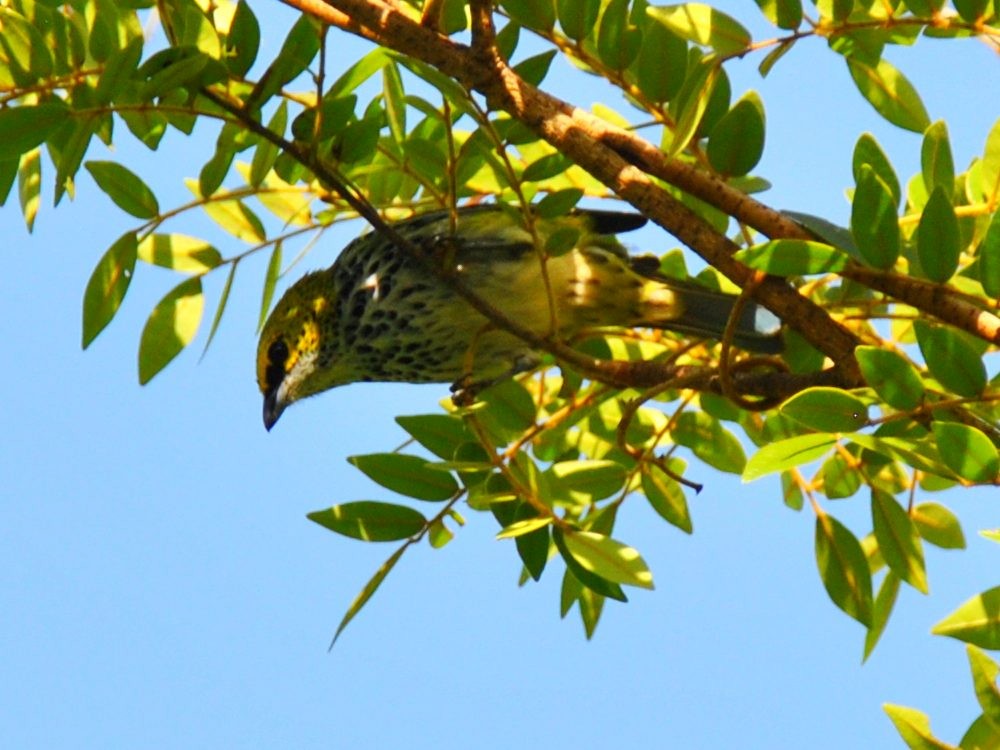 Speckled Tanager - ML638549535