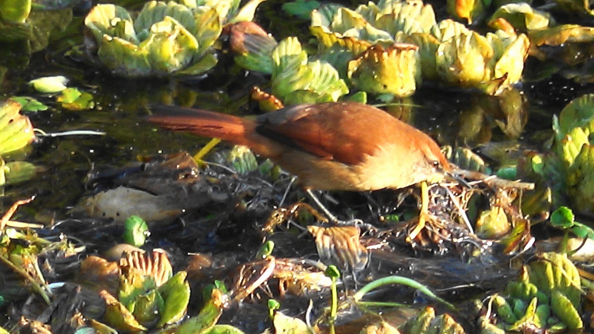 Yellow-chinned Spinetail - ML638549538