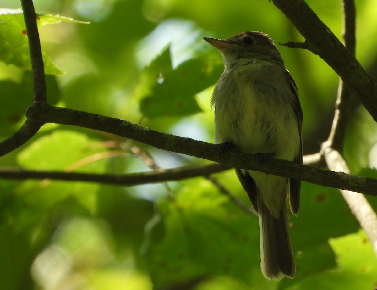 Acadian Flycatcher - ML638549545
