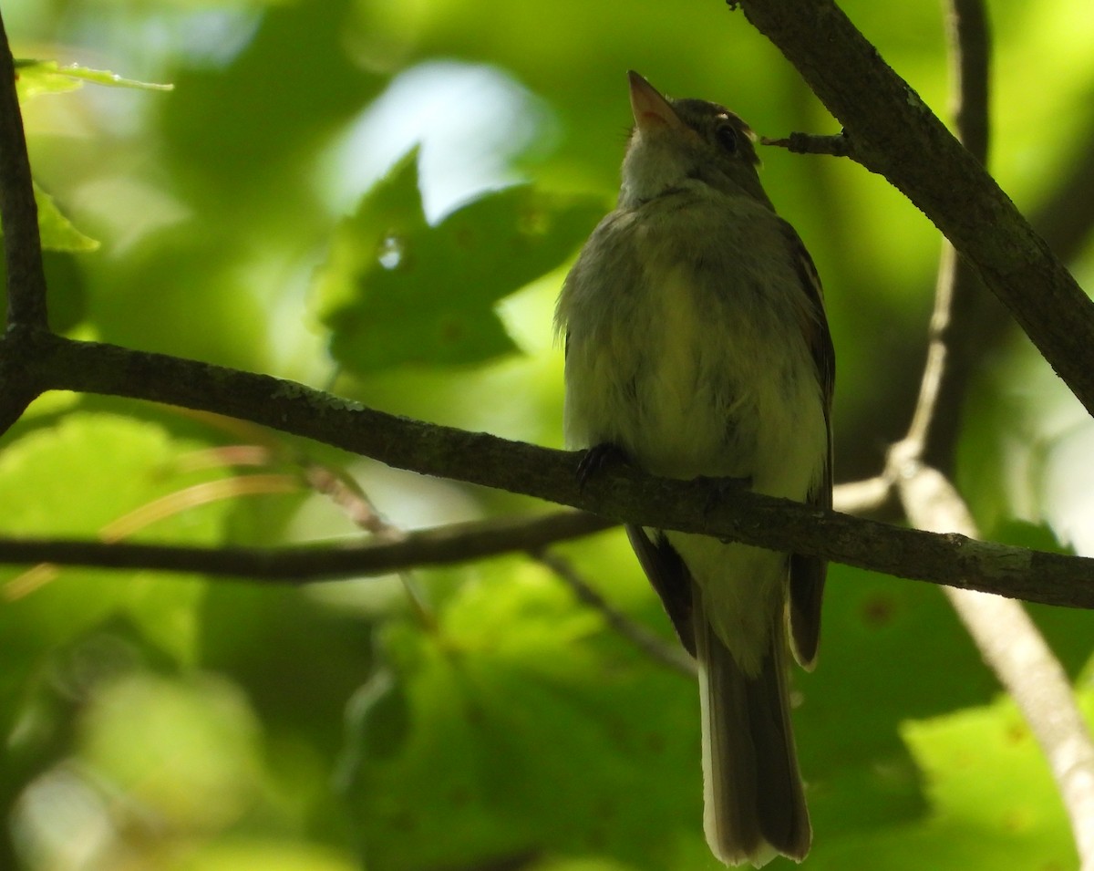 Acadian Flycatcher - ML638549546