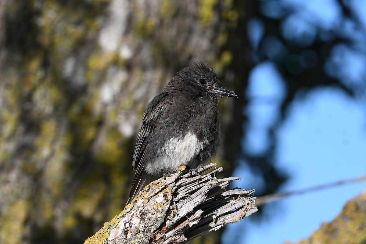 Black Phoebe - ML638549547