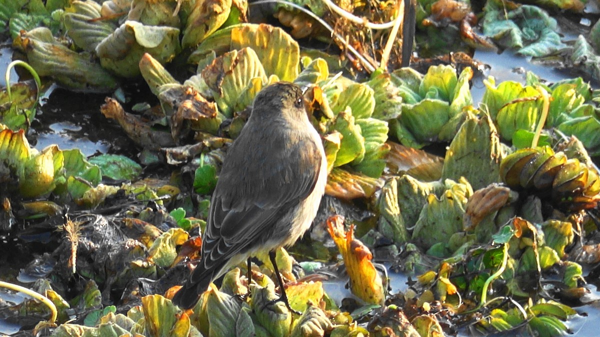 Dark-faced Ground-Tyrant - ML638549548