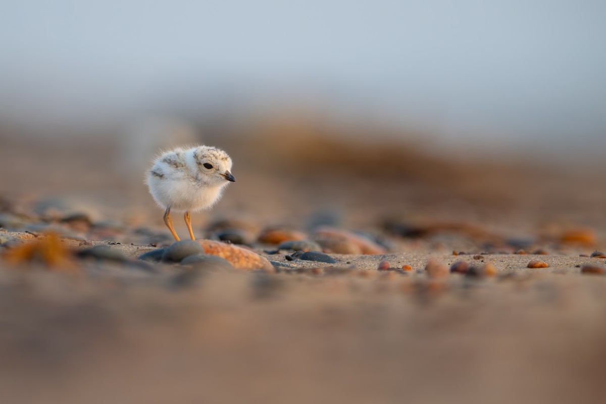 Piping Plover - ML638549550