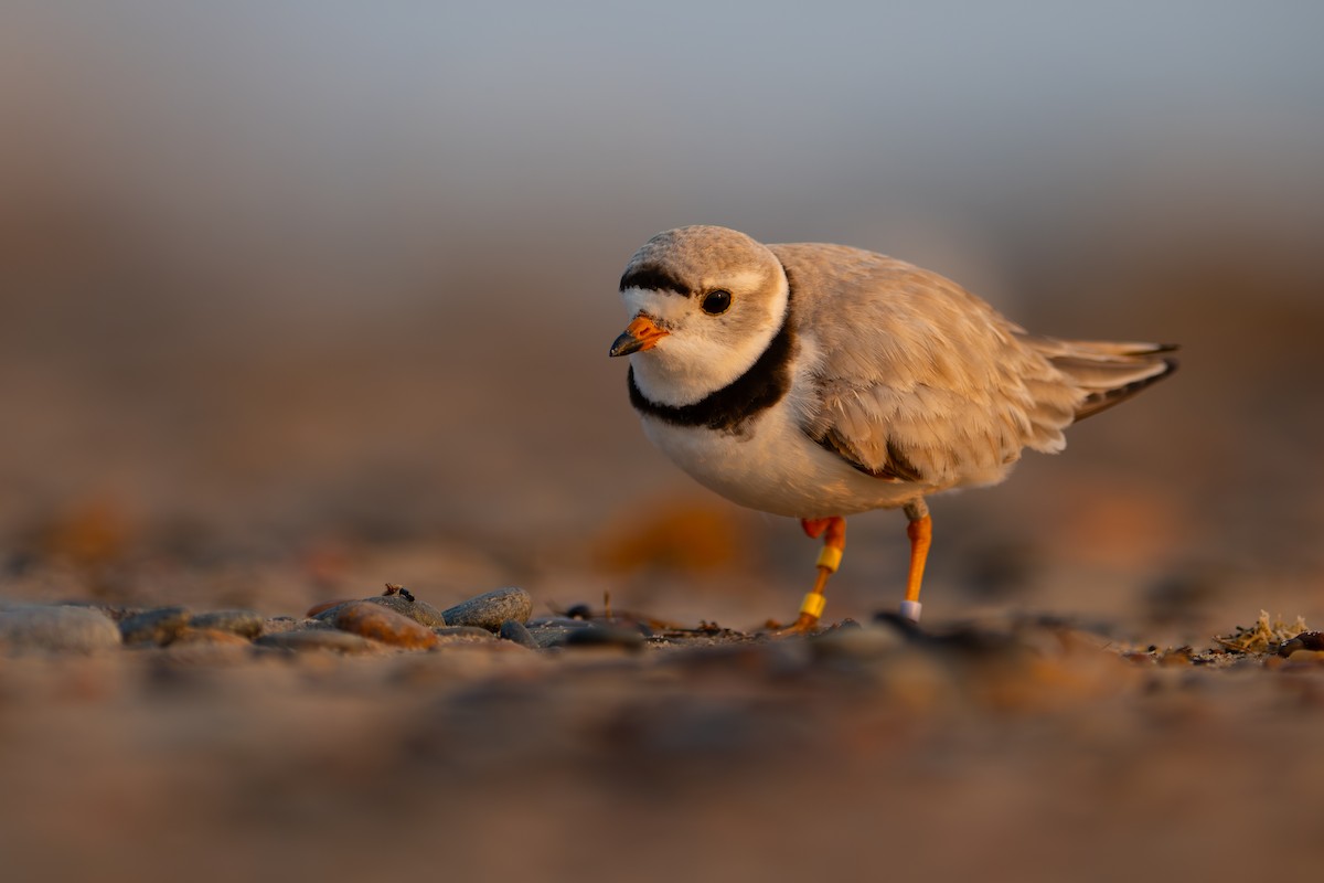 Piping Plover - ML638549551