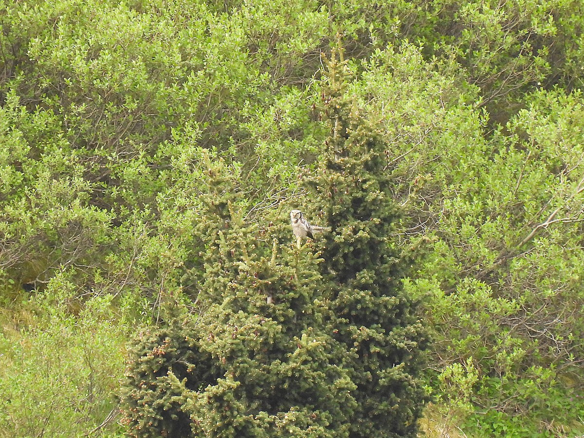 Northern Hawk Owl - ML638549552