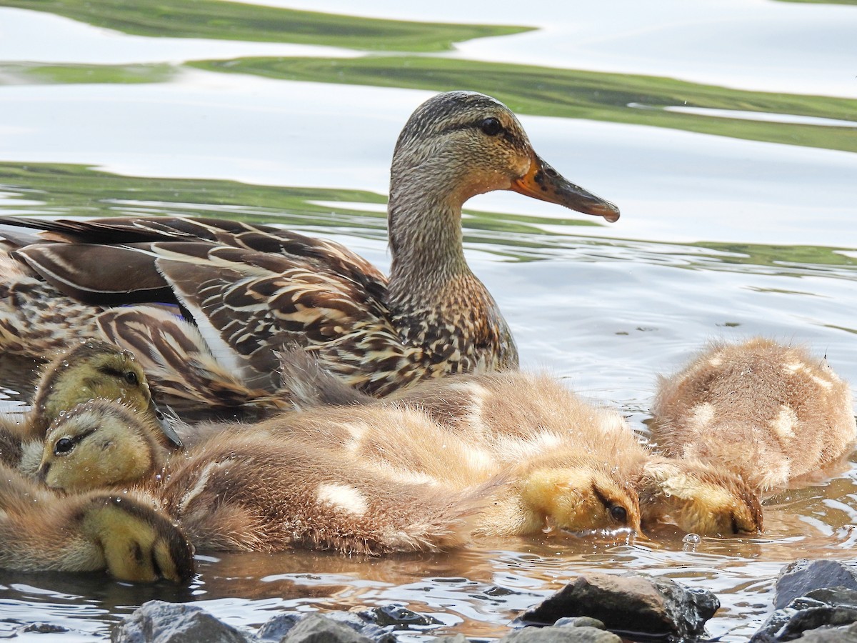 Mallard - ML638549577
