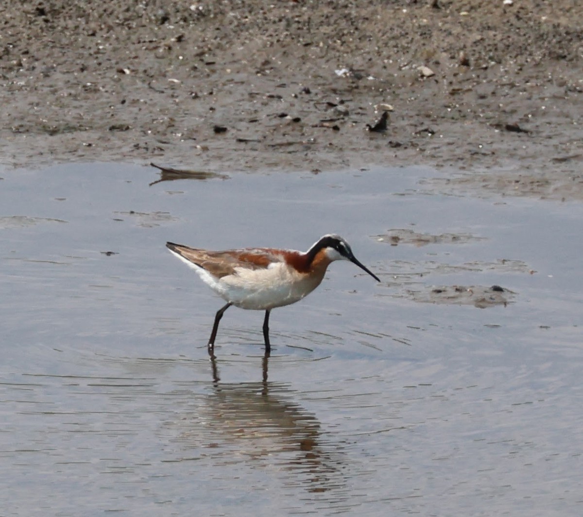 Wilson's Phalarope - ML638549609