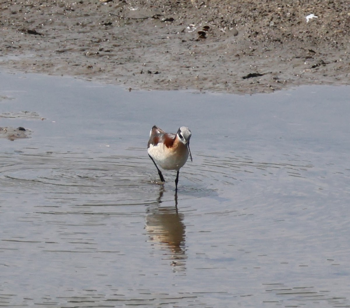 Wilson's Phalarope - ML638549610