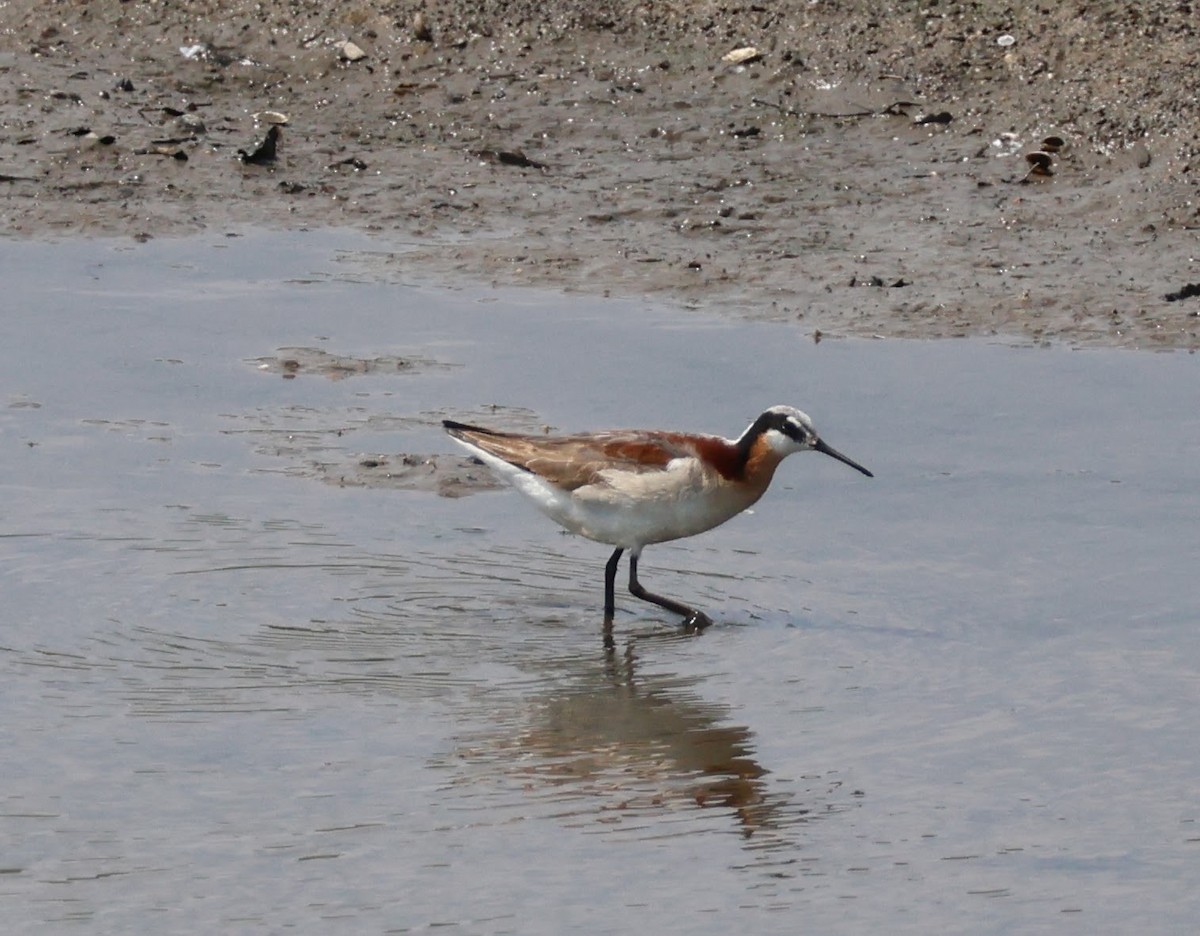 Wilson's Phalarope - ML638549611