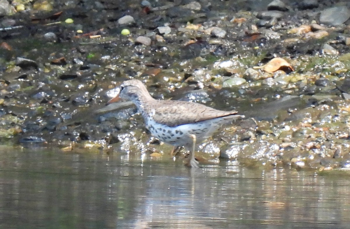 Spotted Sandpiper - ML638549613
