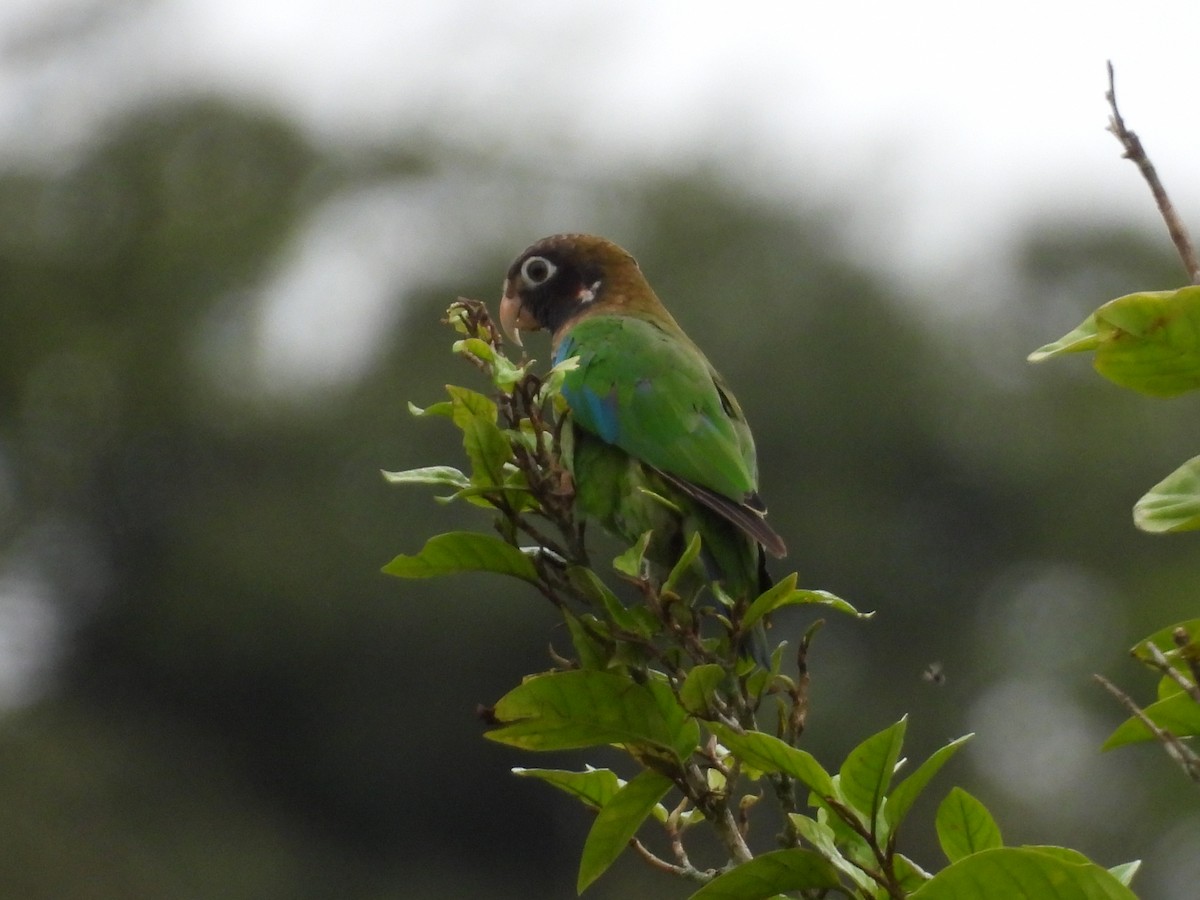 Brown-hooded Parrot - ML638549625