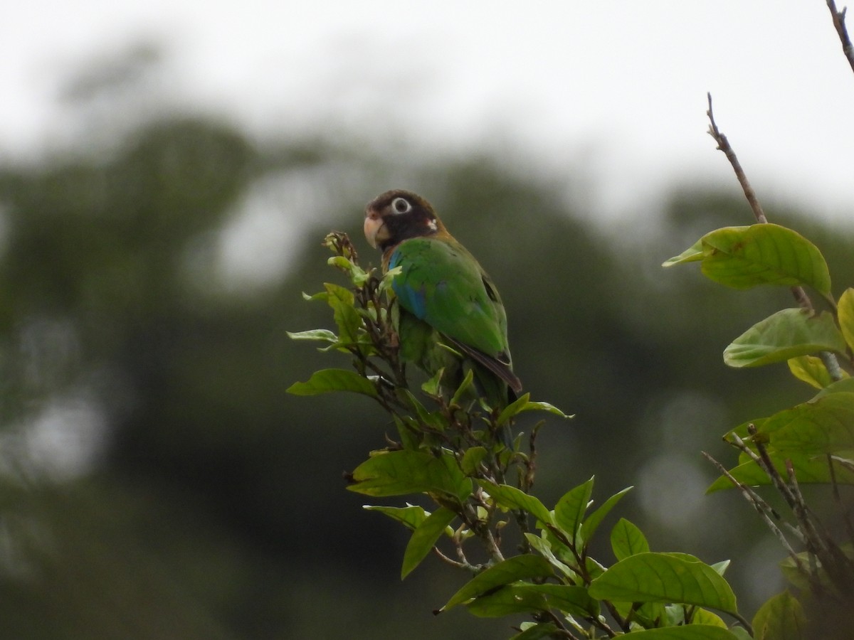 Brown-hooded Parrot - ML638549626